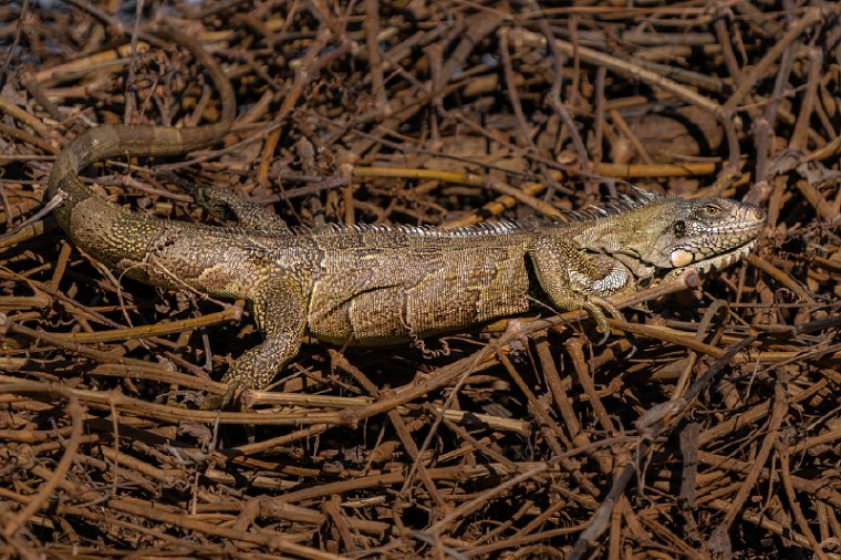 010 Noord Pantanal, groene leguaan.jpg